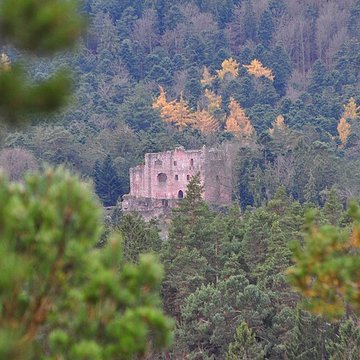 Ruines du château de Birkenfels