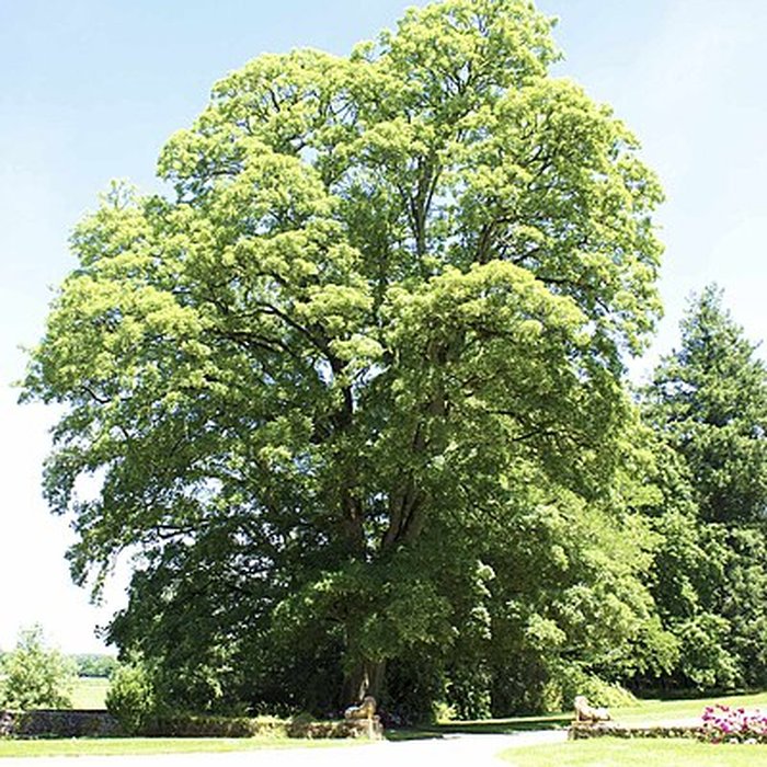 Photo de Château du Bois du Maine