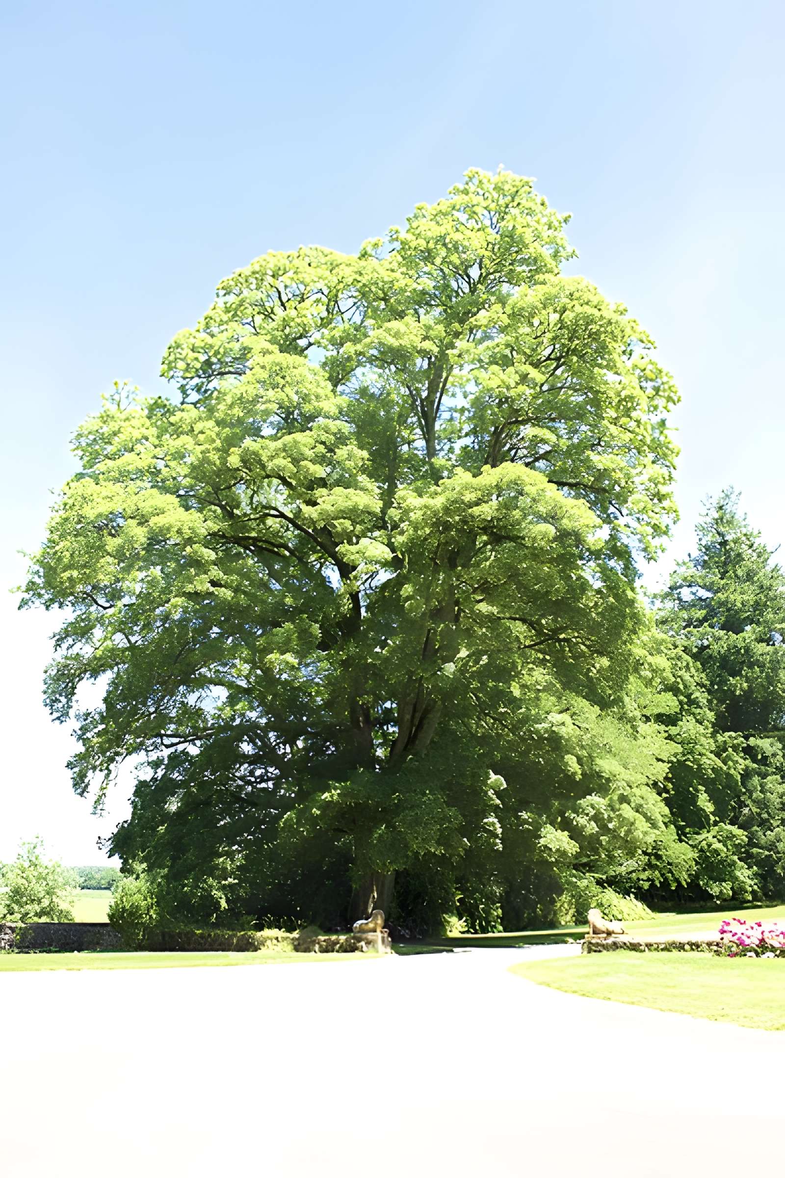 Château du Bois du Maine