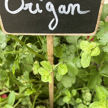 Palais de la Méditerranée