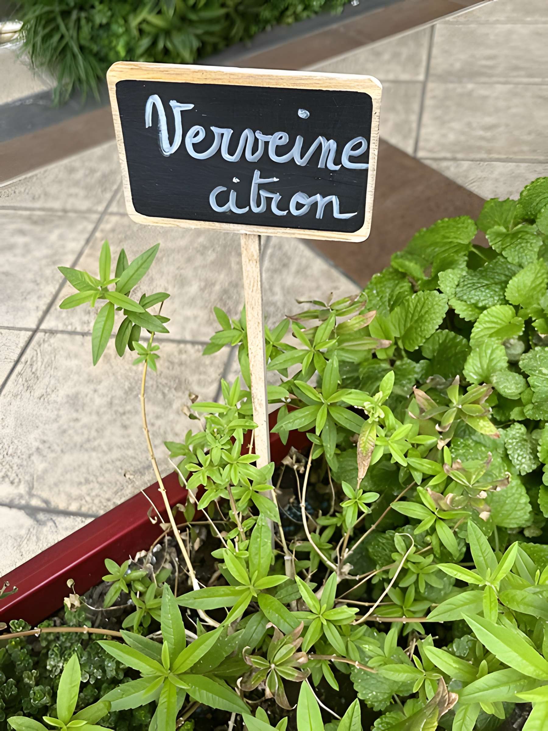 Palais de la Méditerranée