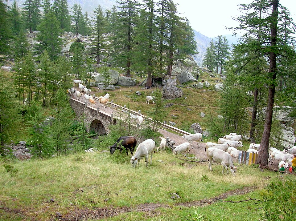 Gravures rupestres de la vallée des Merveilles et de la région du Mont Bégo