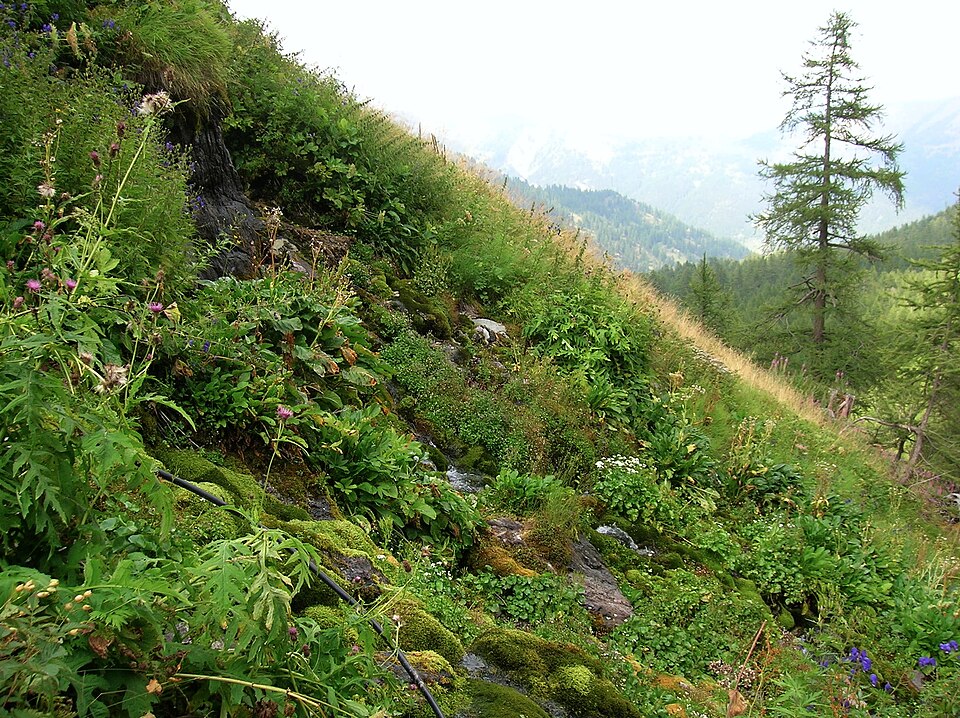 Gravures rupestres de la vallée des Merveilles et de la région du Mont Bégo