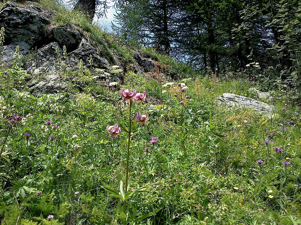 Gravures rupestres de la vallée des Merveilles et de la région du Mont Bégo
