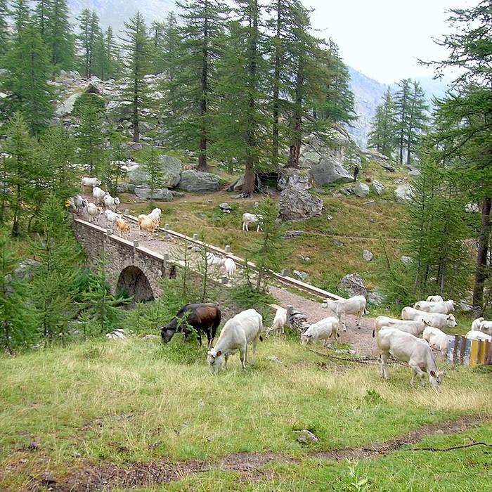 Photo de Gravures rupestres de la vallée des Merveilles et de la région du Mont Bégo