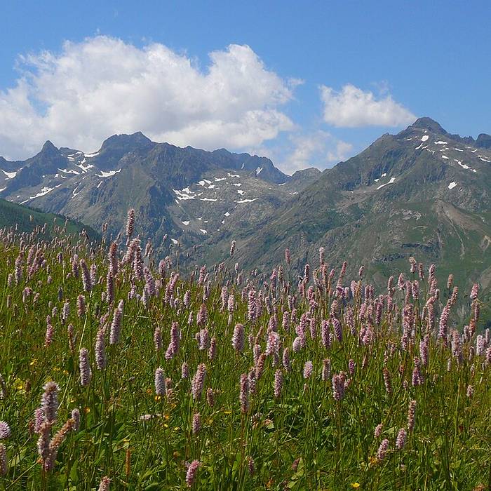 Photo de Gravures rupestres de la vallée des Merveilles et de la région du Mont Bégo