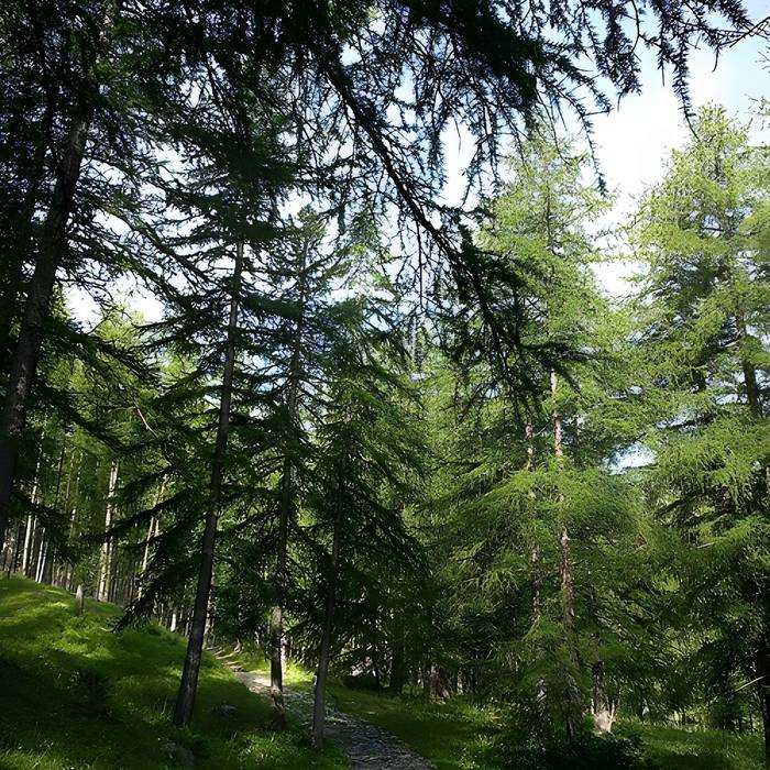 Photo de Gravures rupestres de la vallée des Merveilles et de la région du Mont Bégo