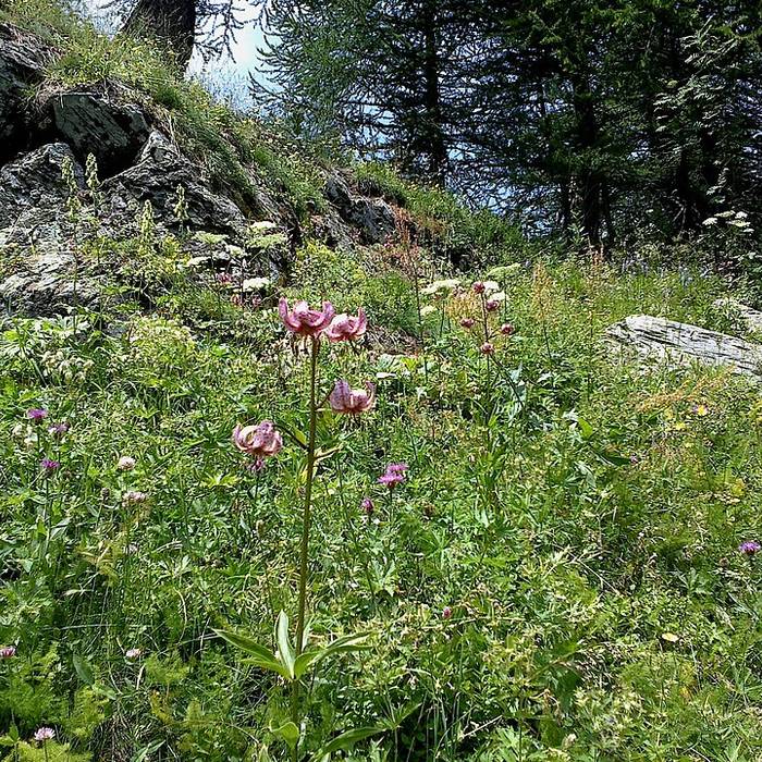 Photo de Gravures rupestres de la vallée des Merveilles et de la région du Mont Bégo