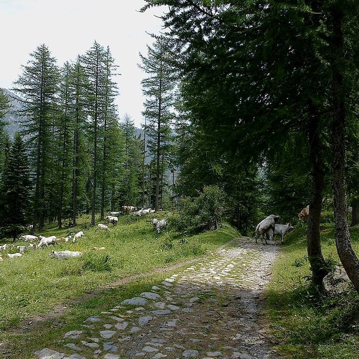 Photo de Gravures rupestres de la vallée des Merveilles et de la région du Mont Bégo