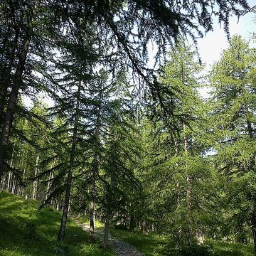 Gravures rupestres de la vallée des Merveilles et de la région du Mont Bégo