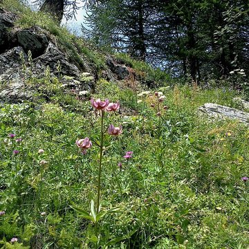 Gravures rupestres de la vallée des Merveilles et de la région du Mont Bégo