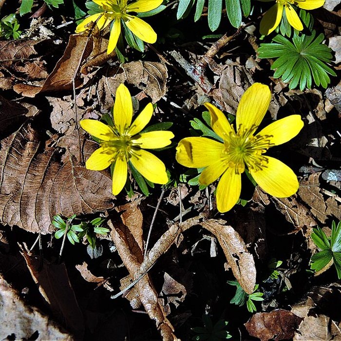Photo de Château du Landsberg