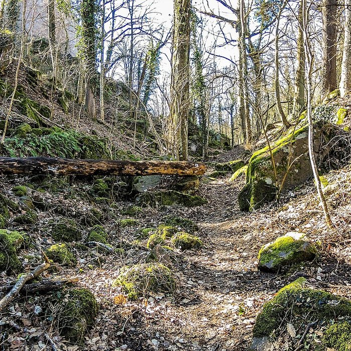 Photo de Château du Landsberg