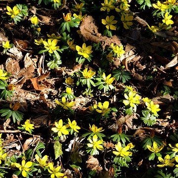 Château du Landsberg