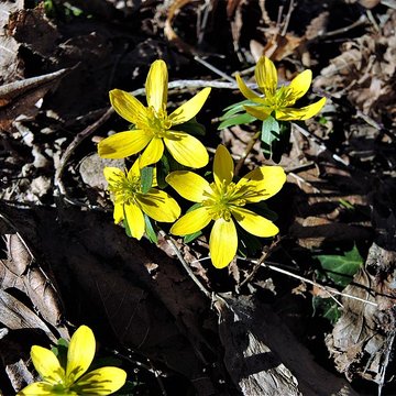 Château du Landsberg