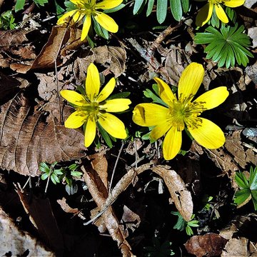 Château du Landsberg