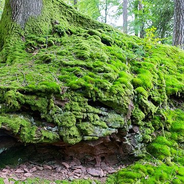 Château du Nouveau-Windstein