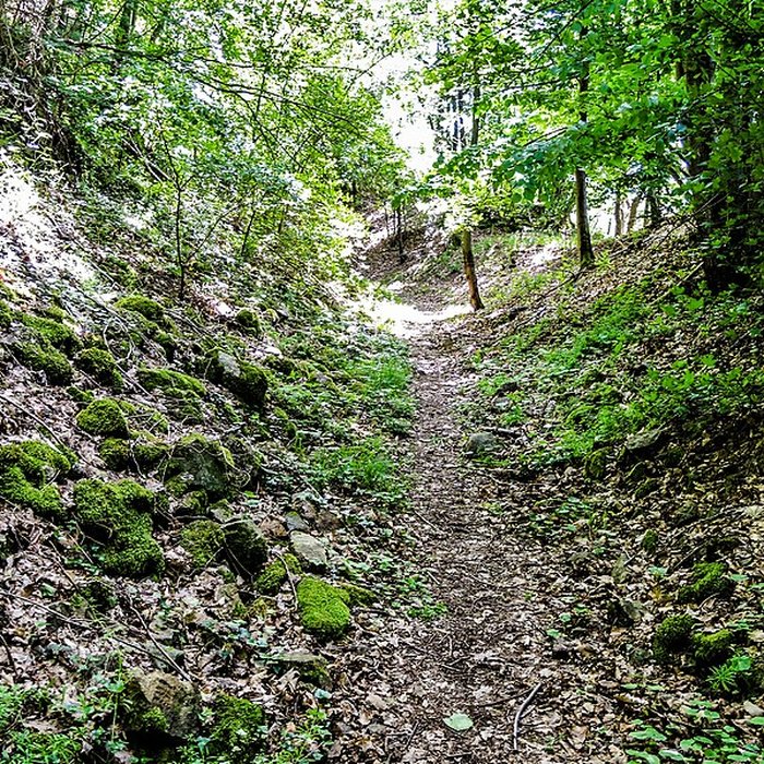 Photo de Ruines du château de Pflixbourg