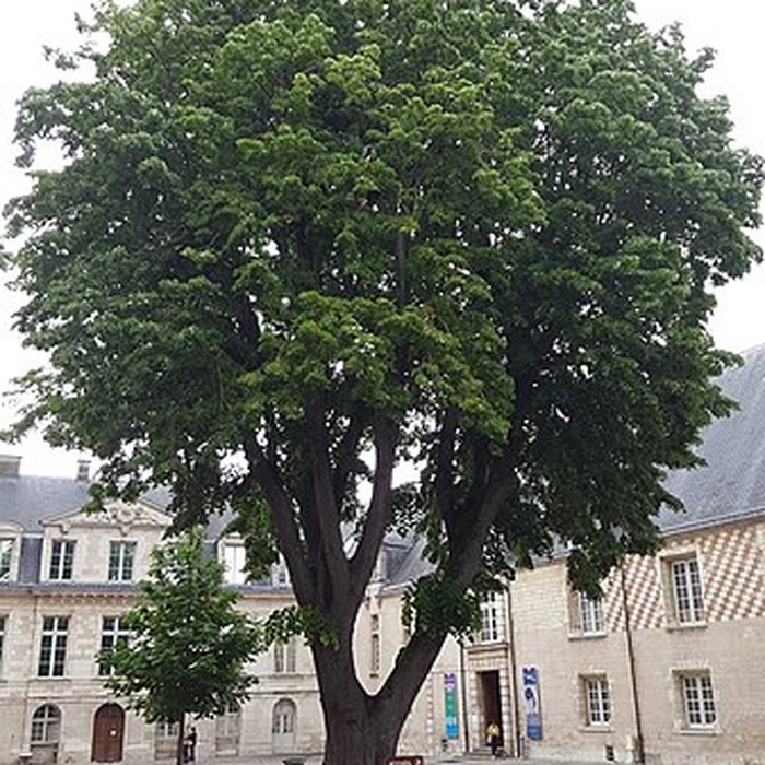 Photo de Ancien Evêché