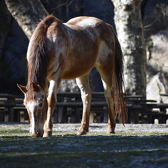 Photo de Église Notre-Dame du Cros