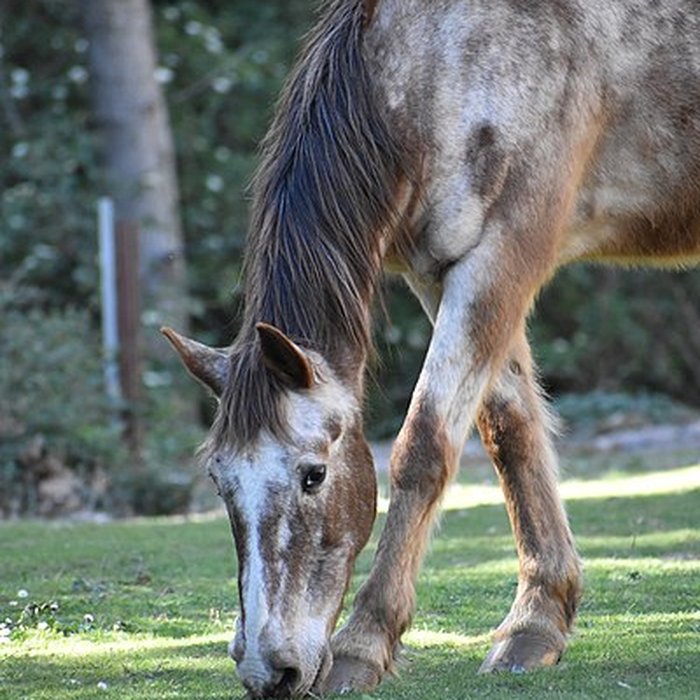Photo de Église Notre-Dame du Cros