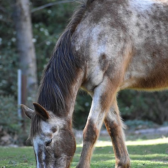 Photo de Église Notre-Dame du Cros