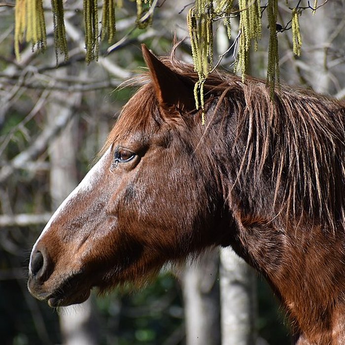 Photo de Église Notre-Dame du Cros