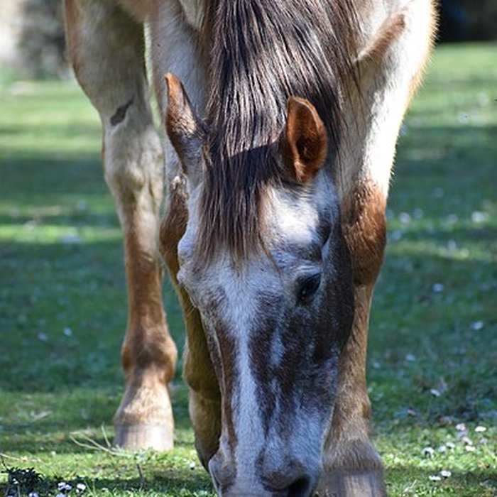 Photo de Église Notre-Dame du Cros