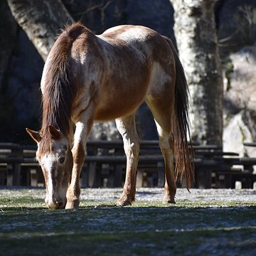 Église Notre-Dame du Cros