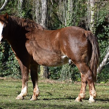 Église Notre-Dame du Cros