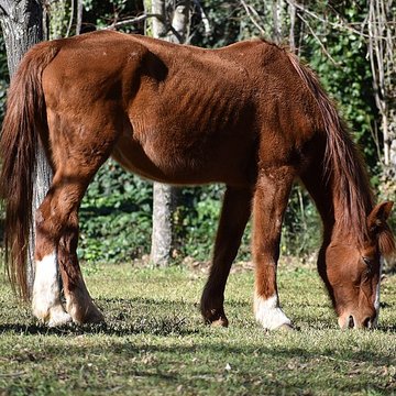 Église Notre-Dame du Cros