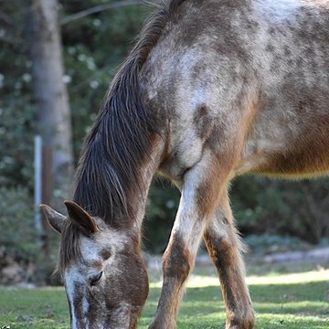 Église Notre-Dame du Cros