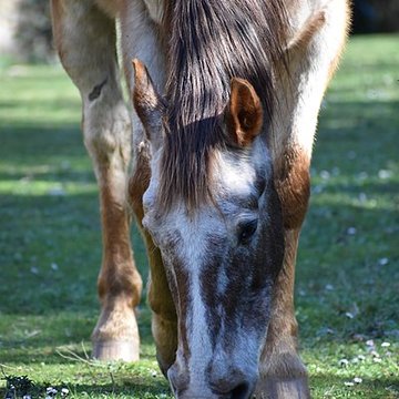 Église Notre-Dame du Cros