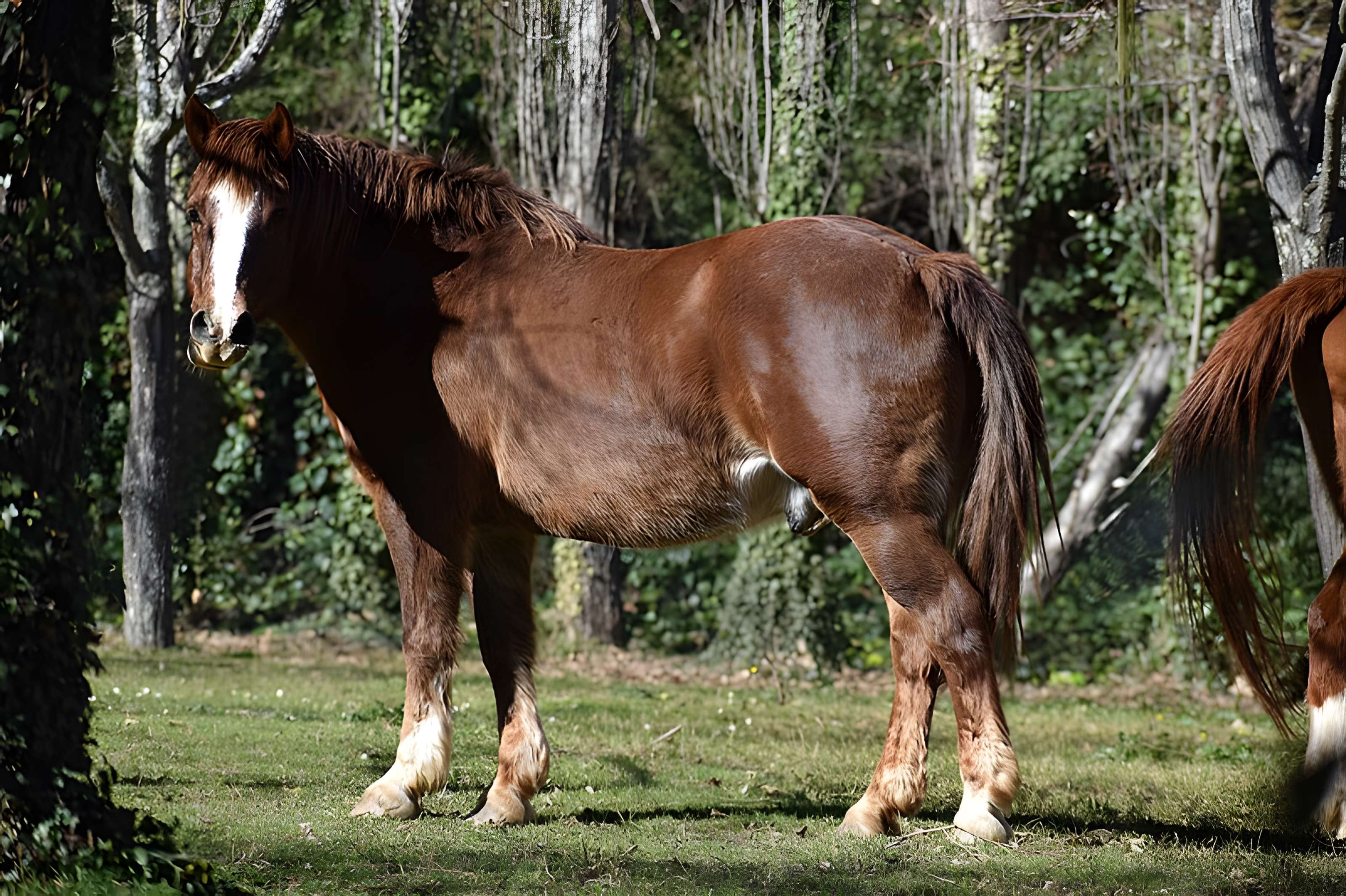 Église Notre-Dame du Cros