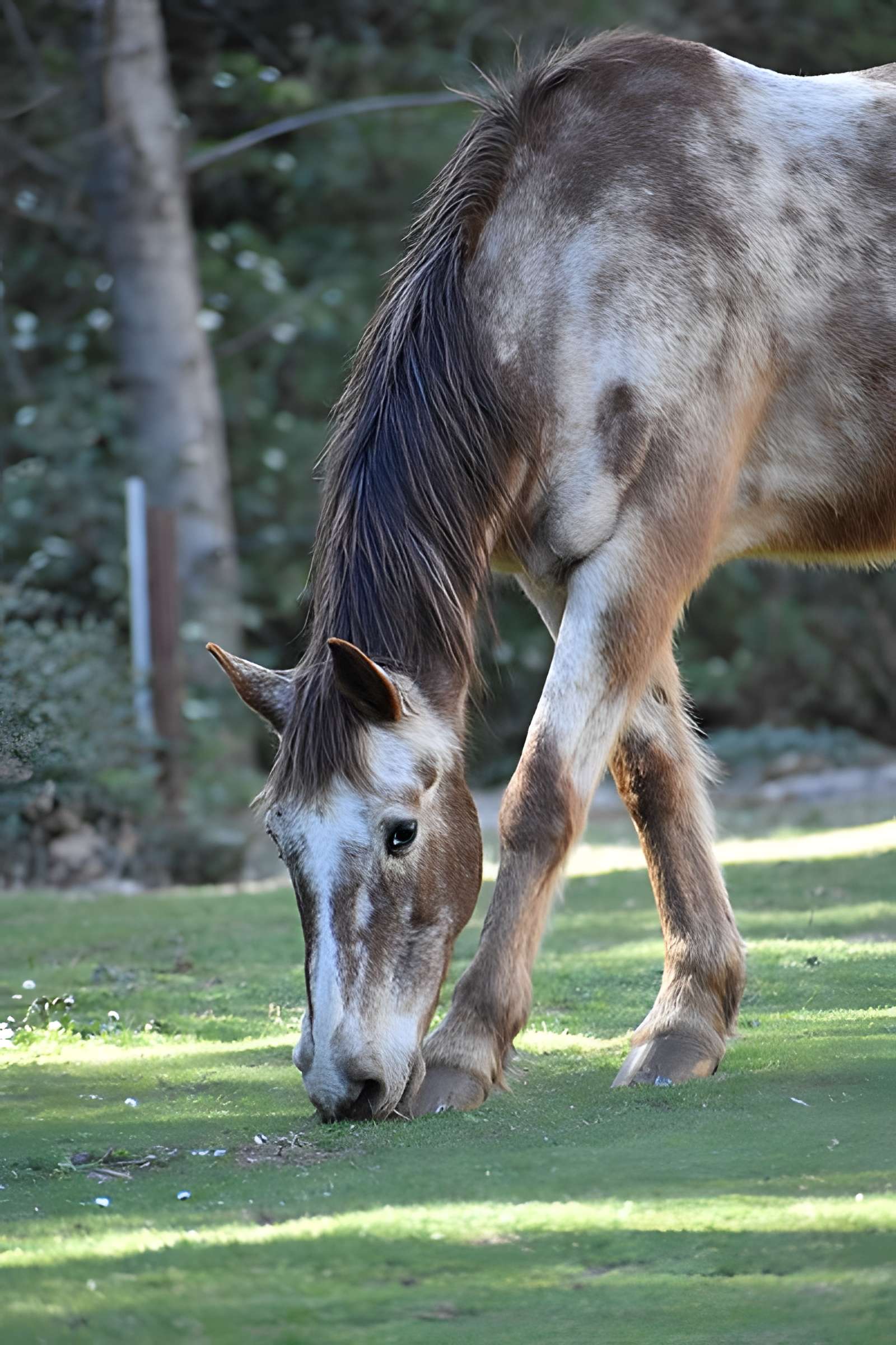 Église Notre-Dame du Cros