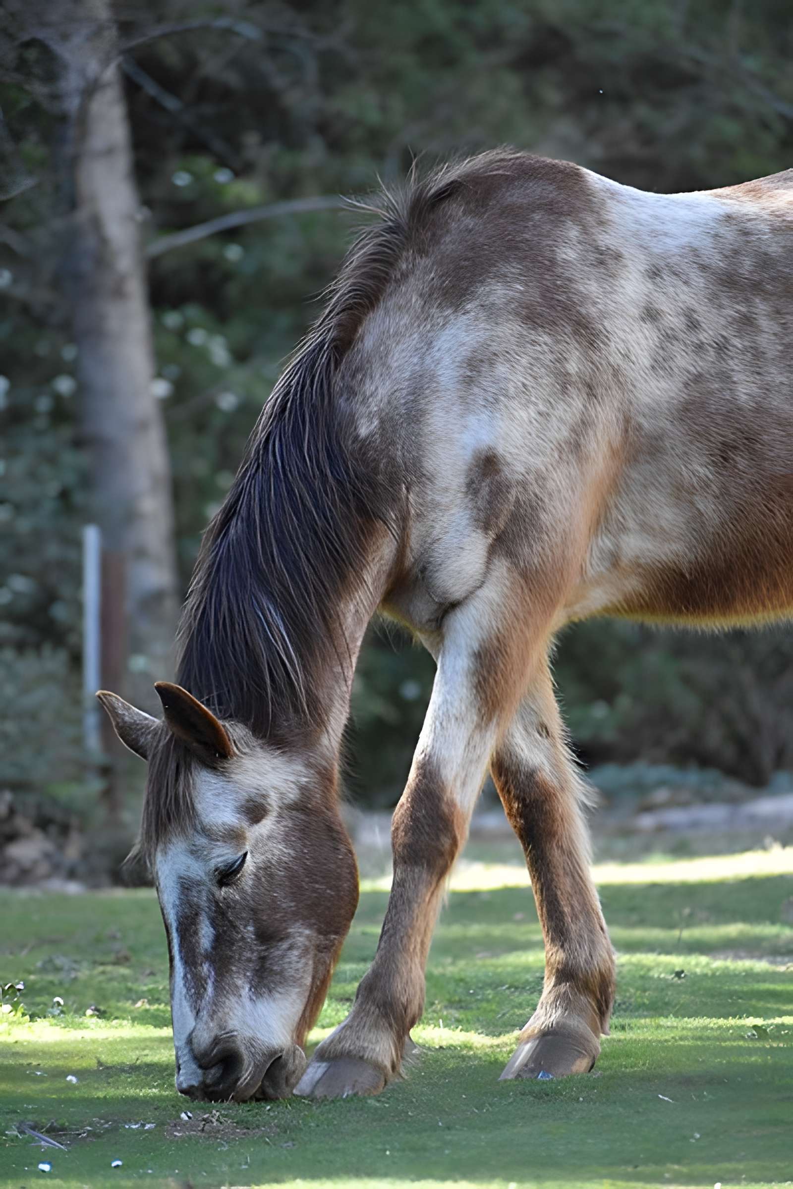 Église Notre-Dame du Cros
