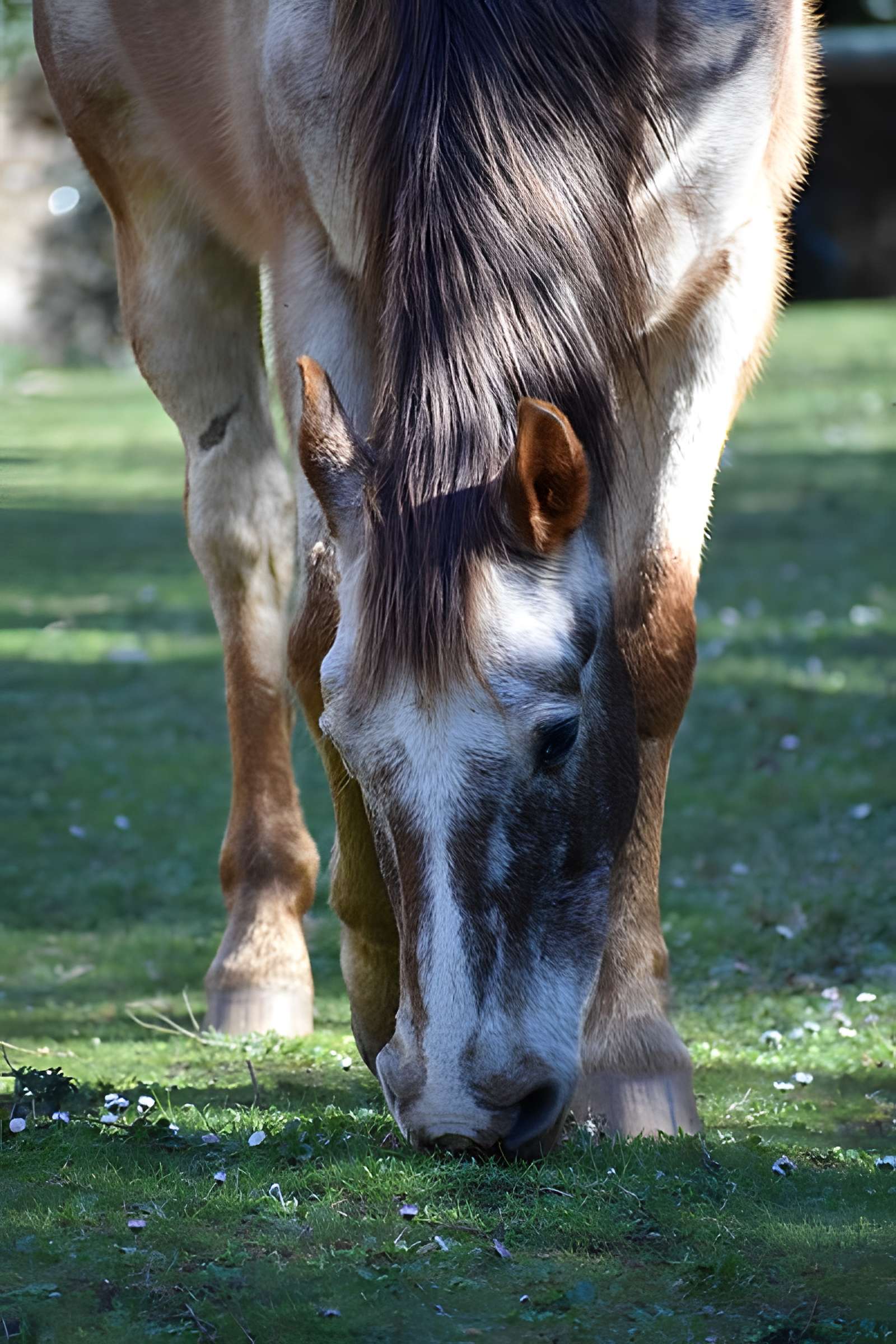 Église Notre-Dame du Cros