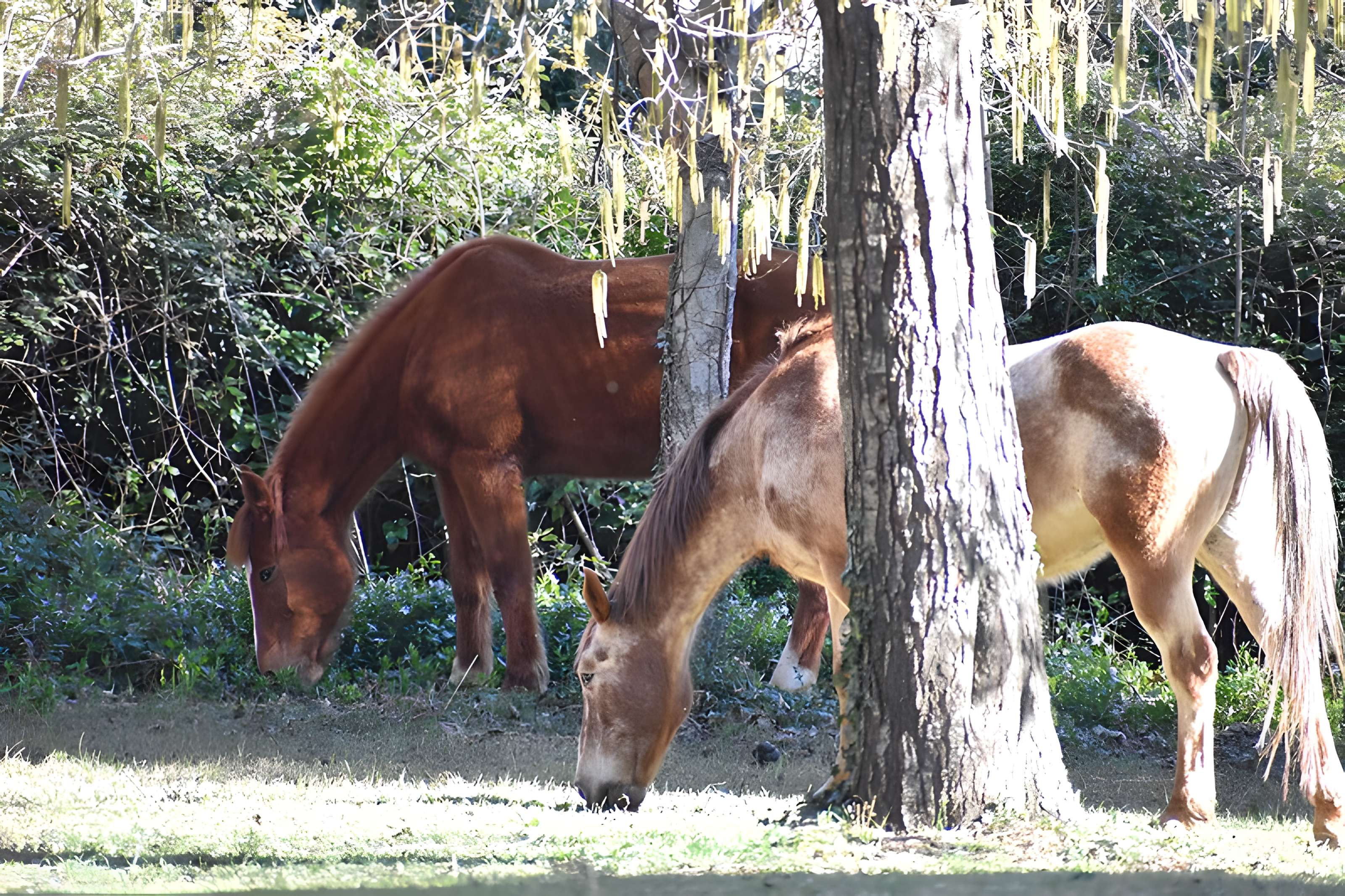 Église Notre-Dame du Cros