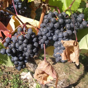 Château Lagrézette