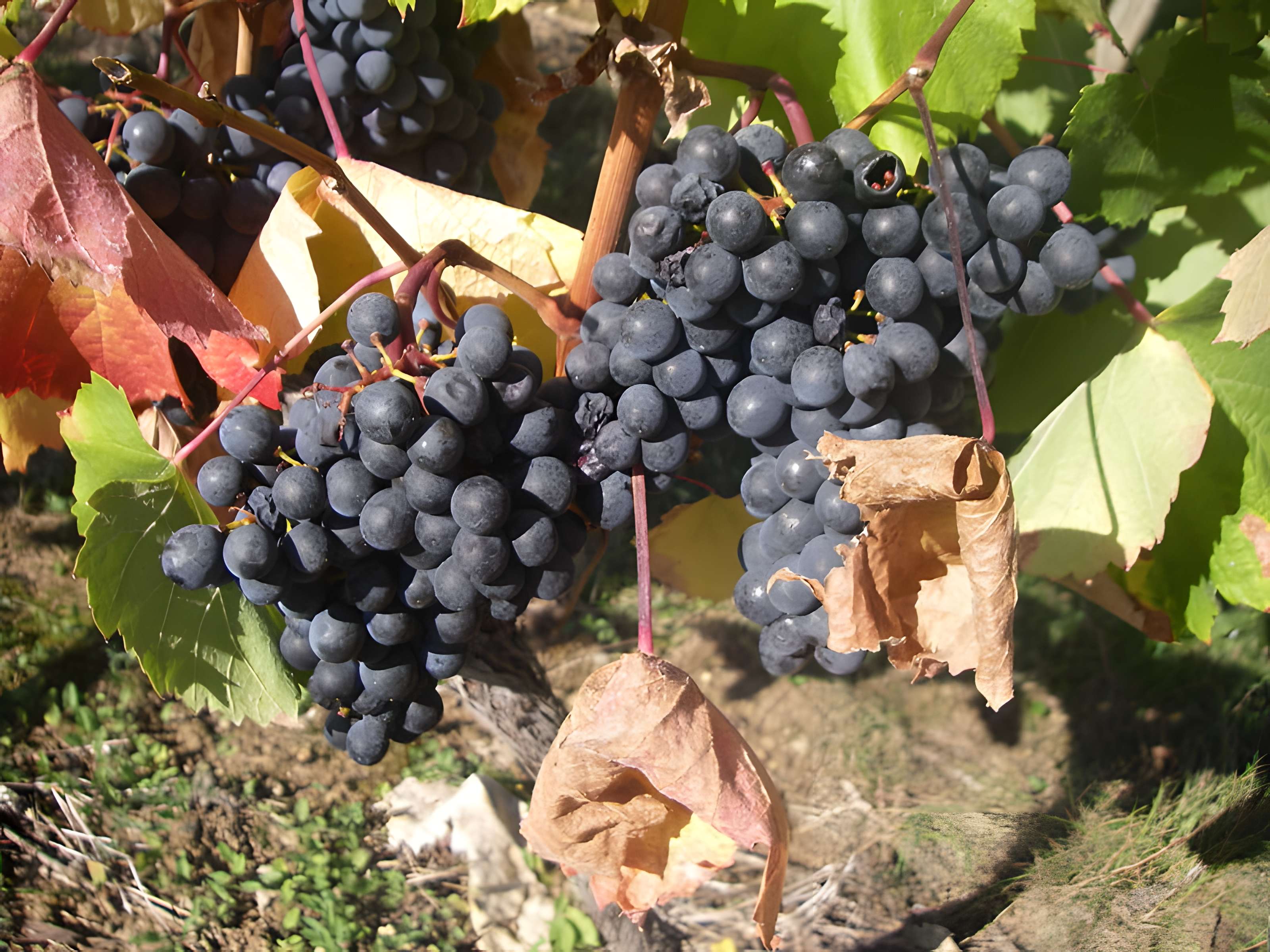 Château Lagrézette