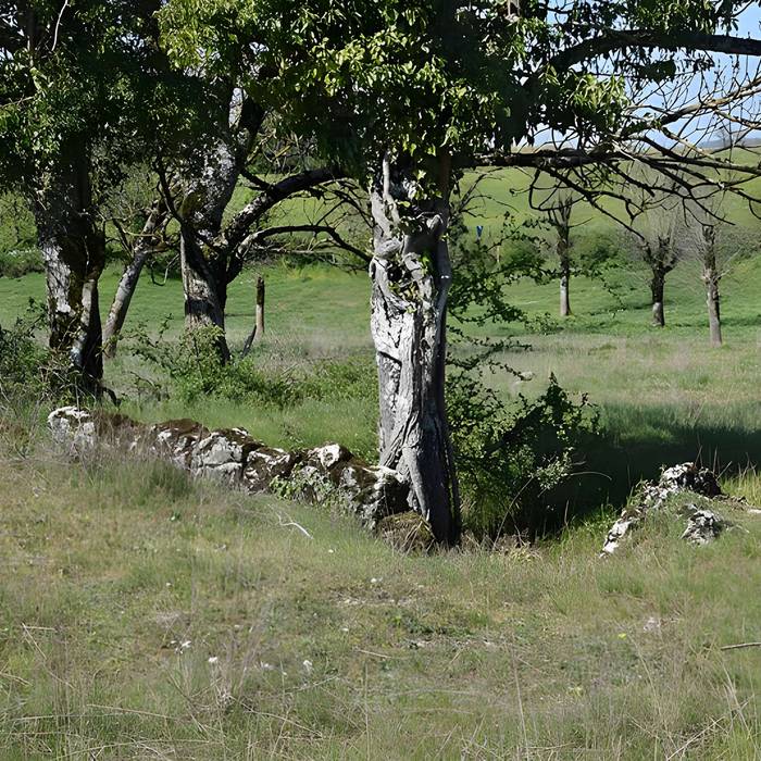 Photo de Sito archeologico del dolmen 1 delle Bourines