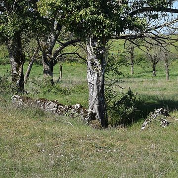 Site archéologique du dolmen 1 des Bourines