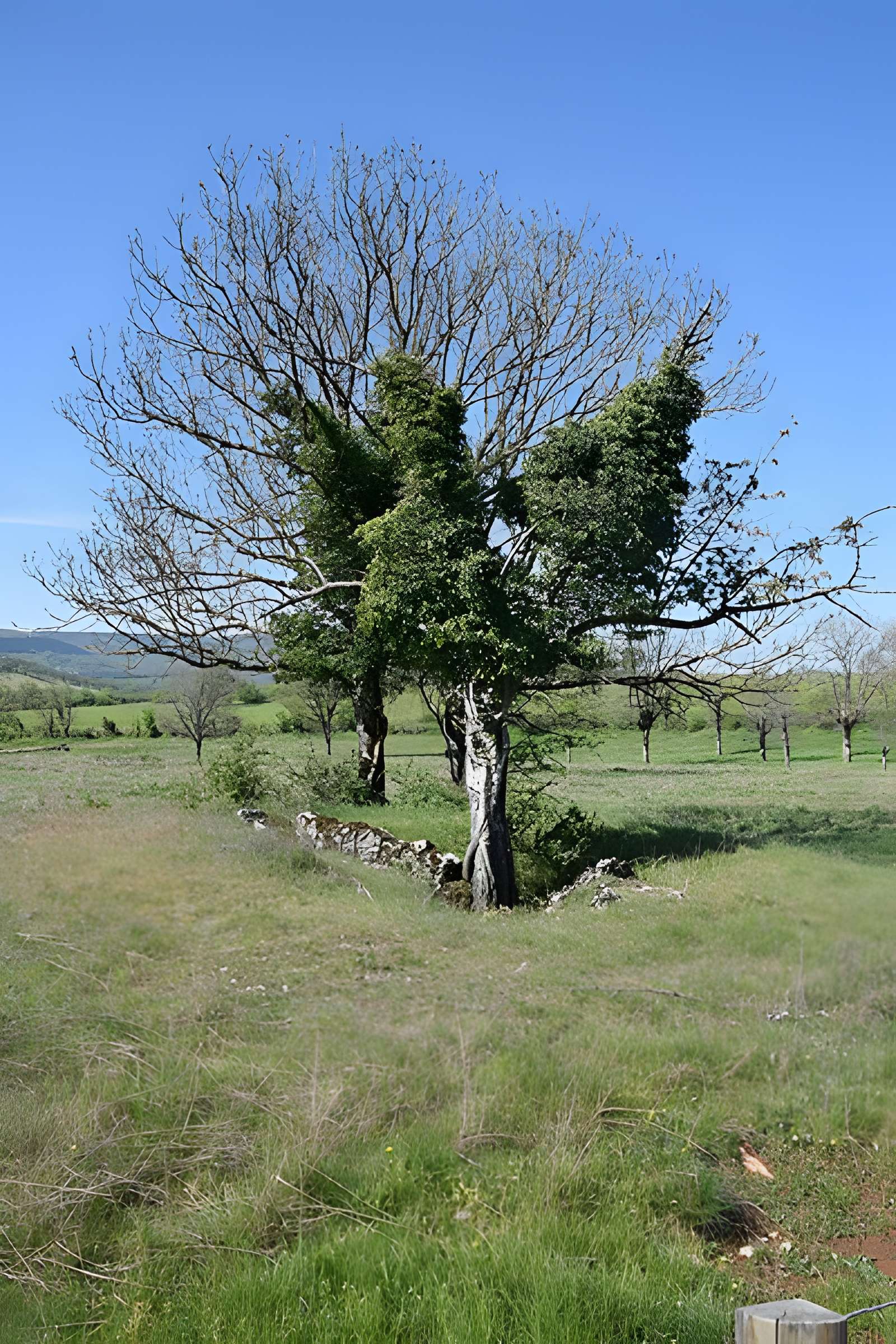 Site archéologique du dolmen 1 des Bourines