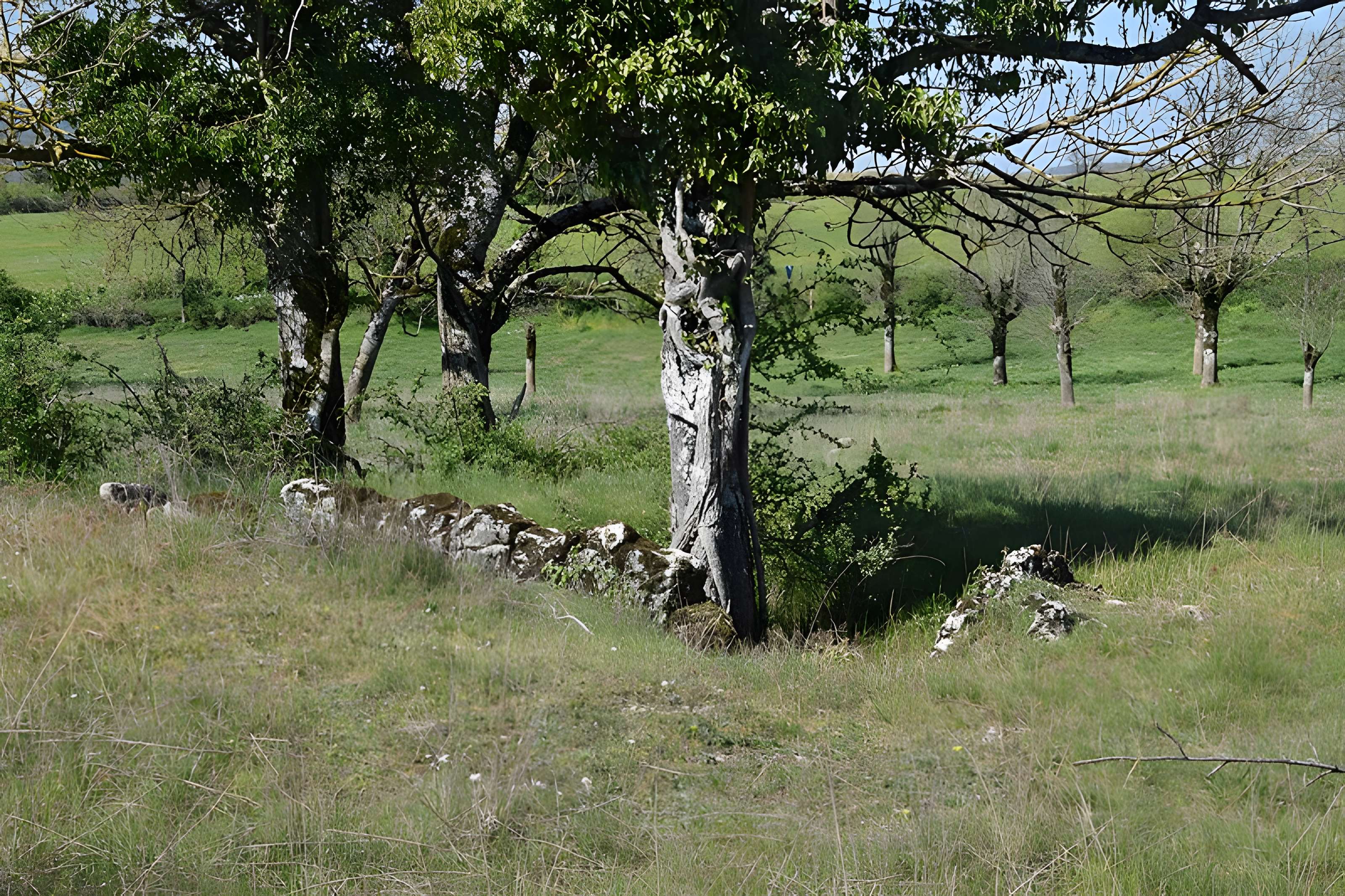 Site archéologique du dolmen 1 des Bourines
