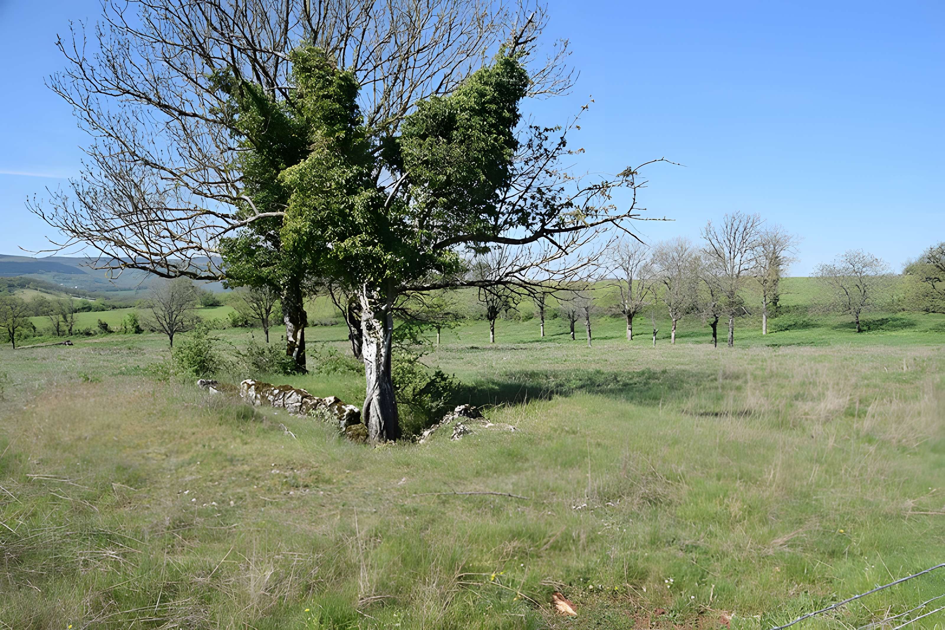 Site archéologique du dolmen 1 des Bourines