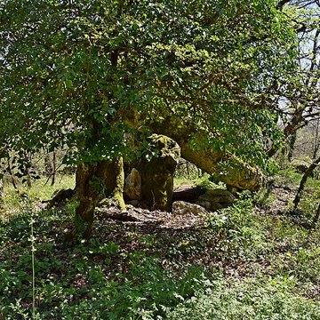 Site archéologique du dolmen du Roc de la Françoune