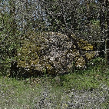 Site archéologique du dolmen du Roc de la Françoune