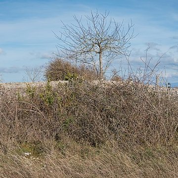 Dolmen et tumulus du Genevrier