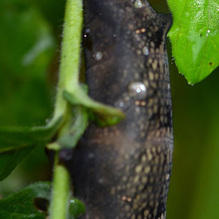 Photo de Citadelle de Lille