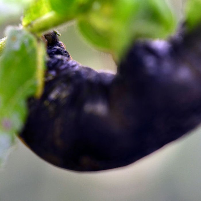 Photo de Citadelle de Lille